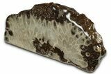 Free-Standing, Petoskey Stone (Fossil Coral) Section - Michigan #356997-2